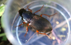 Harpalus rufipes