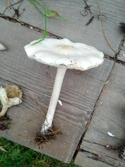 Melanoleuca strictipes