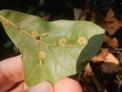 Polystepha pustuloides