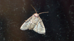 Chytonix palliatricula