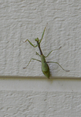 Stagmomantis carolina