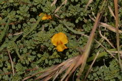 Pultenaea maritima