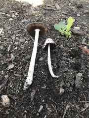 Coprinopsis variegata
