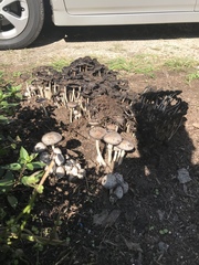 Coprinopsis variegata
