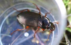 Harpalus rufipes