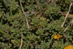 Pultenaea maritima