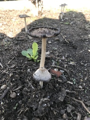 Coprinopsis variegata
