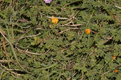 Pultenaea maritima