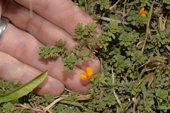 Pultenaea maritima