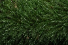 Pyrrhobryum spiniforme