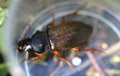 Harpalus rufipes