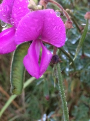 Tephrosia shiluwanensis