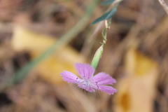 Dianthus campestris