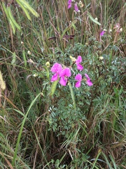 Tephrosia shiluwanensis