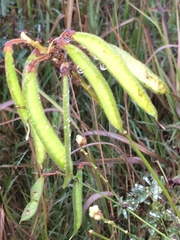 Tephrosia shiluwanensis