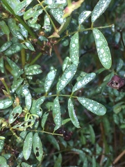 Tephrosia shiluwanensis