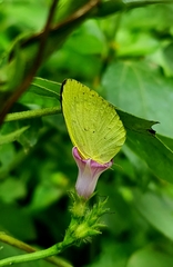 Eurema brigitta rubella