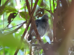 Hypocnemoides maculicauda