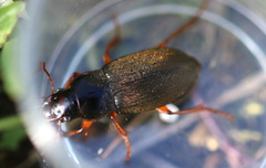 Harpalus rufipes