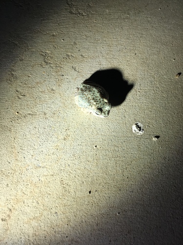 iNaturalist observation photo of Red-spotted Toad