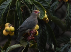 Urocolius indicus indicus