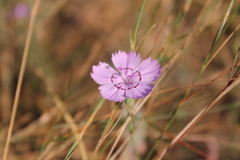 Dianthus campestris