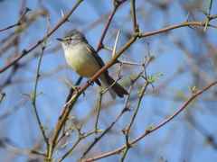 Serpophaga griseicapilla