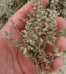 Atriplex julacea
