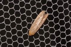 Platoloncha psamathina