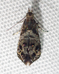 Tebenna gnaphaliella