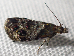 Tebenna gnaphaliella