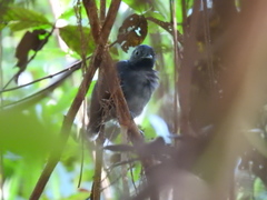 Hypocnemoides maculicauda