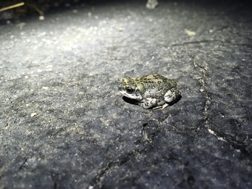 iNaturalist observation photo of Red-spotted Toad