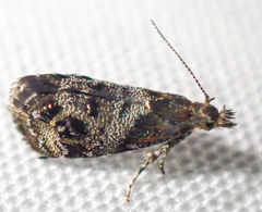 Tebenna gnaphaliella