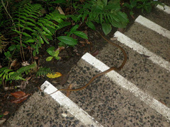 Mastigodryas alternatus