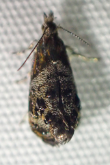 Tebenna gnaphaliella