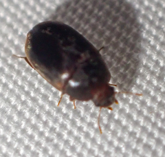 Enneboeus marmoratus