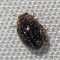 Rhyzobius lophanthae