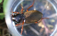 Harpalus rufipes