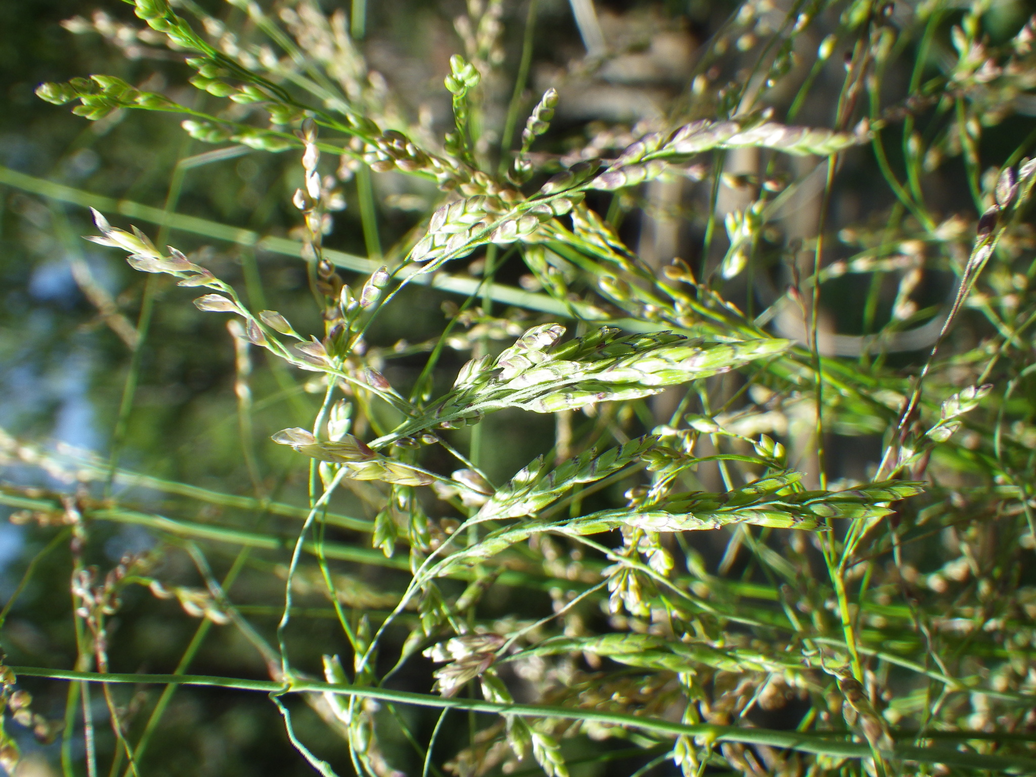 Torreyochloa
