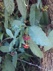 Rauvolfia tetraphylla