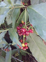 Rauvolfia tetraphylla