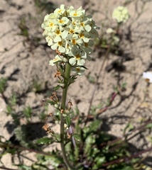 Manulea corymbosa