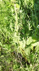 Crepis pannonica