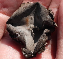 Umbilicaria hirsuta