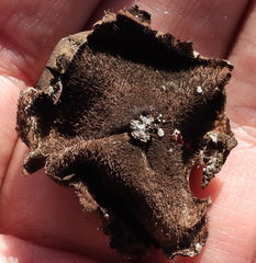 Umbilicaria hirsuta
