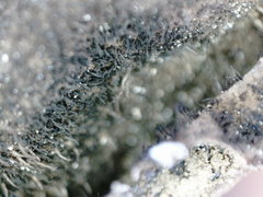 Umbilicaria hirsuta