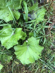 Tussilago farfara