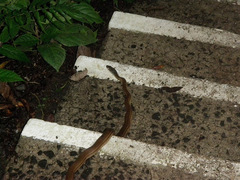 Mastigodryas alternatus