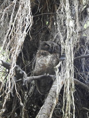 Otus rutilus rutilus